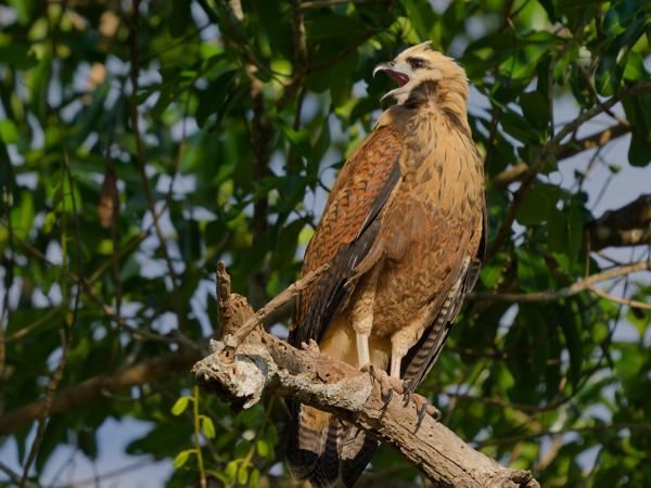 Moerasbuizerd (Busarellus nigricollis)